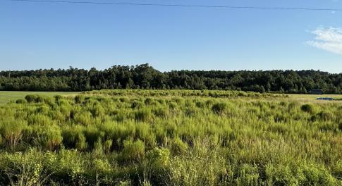 View of tree filled area featuring a view of rural
