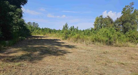 View of local wilderness