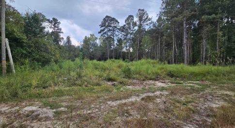 View of tree filled area