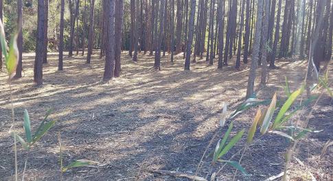 View of local wilderness