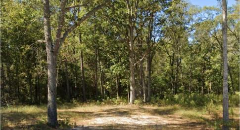 View of tree filled area