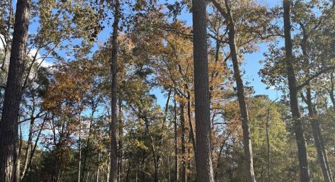 View of tree filled area
