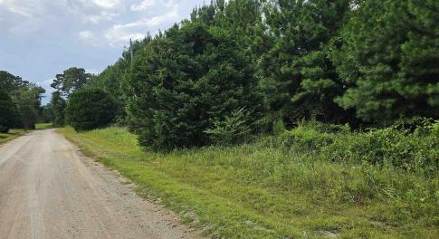 View of dirt / gravel road featuring a view of tre