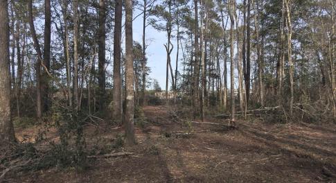 View of local wilderness