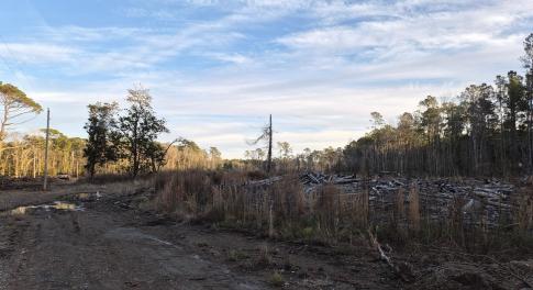 View of local wilderness