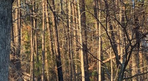 Tract F Martintown Rd main photo