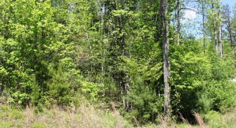 Tract 6 Laurel Run