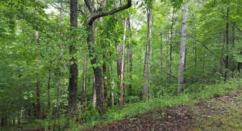 Build Your Dream Home!