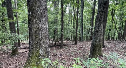 mature trees