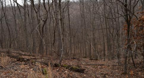 Wooded lot