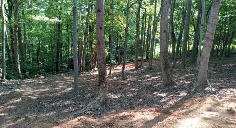 trees 1