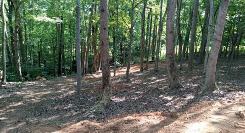 trees 1