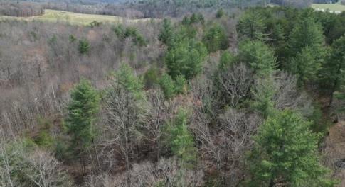 Wooded Acreage