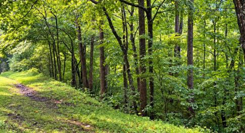 Turners Creek 1