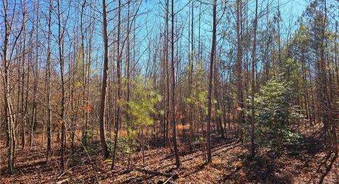 10.5 Wooded Acres